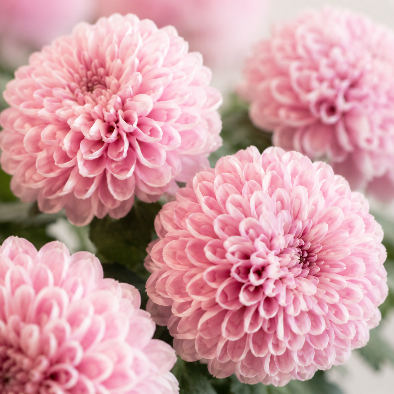 Ping Pong Chrysanthemum | Wholesale Fresh Flowers