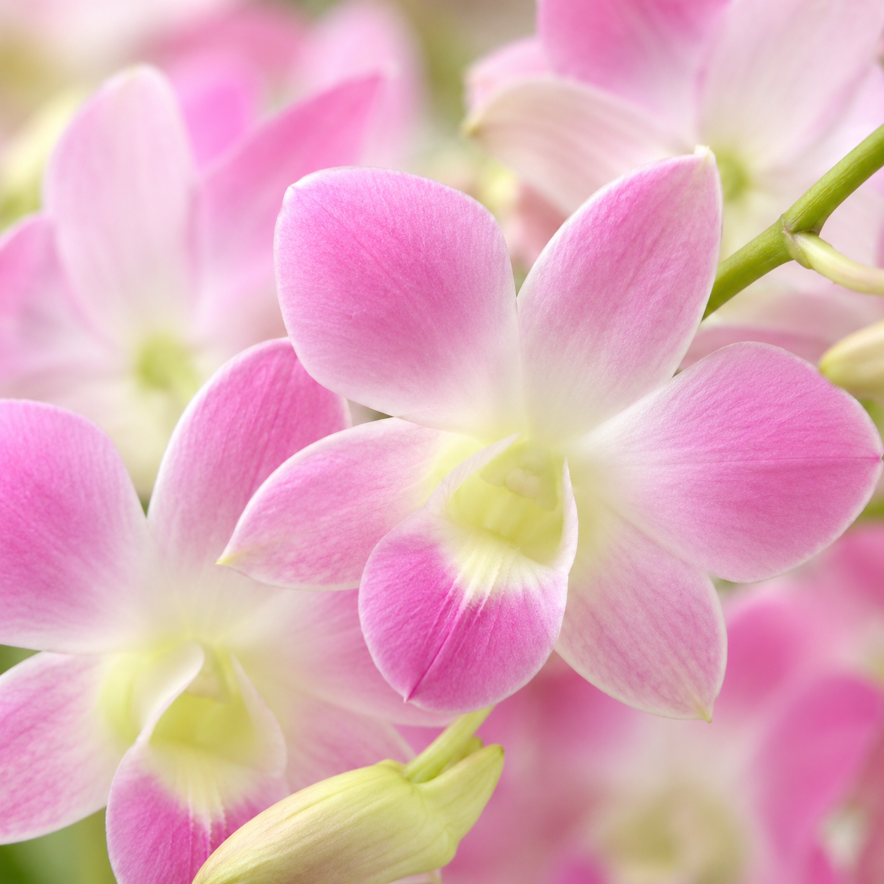 Dendrobium Orchid
