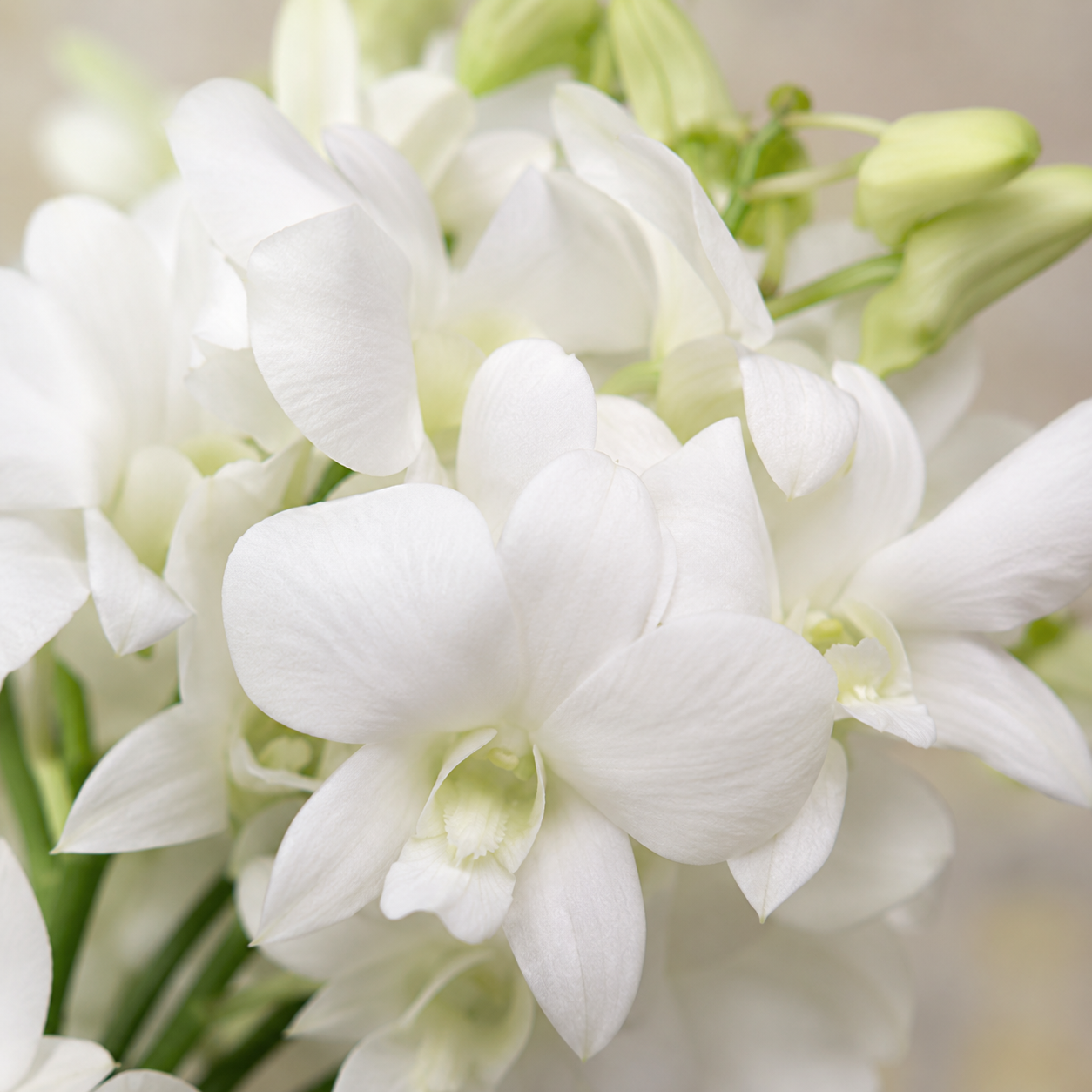 Dendrobium Orchid
