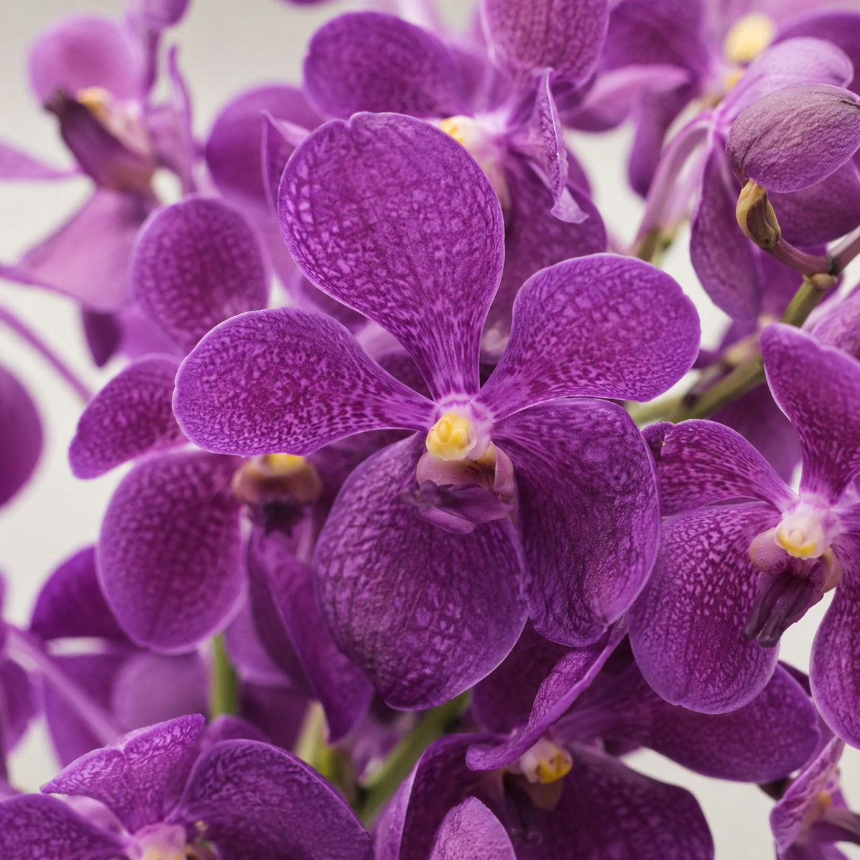 Mokara Orchid