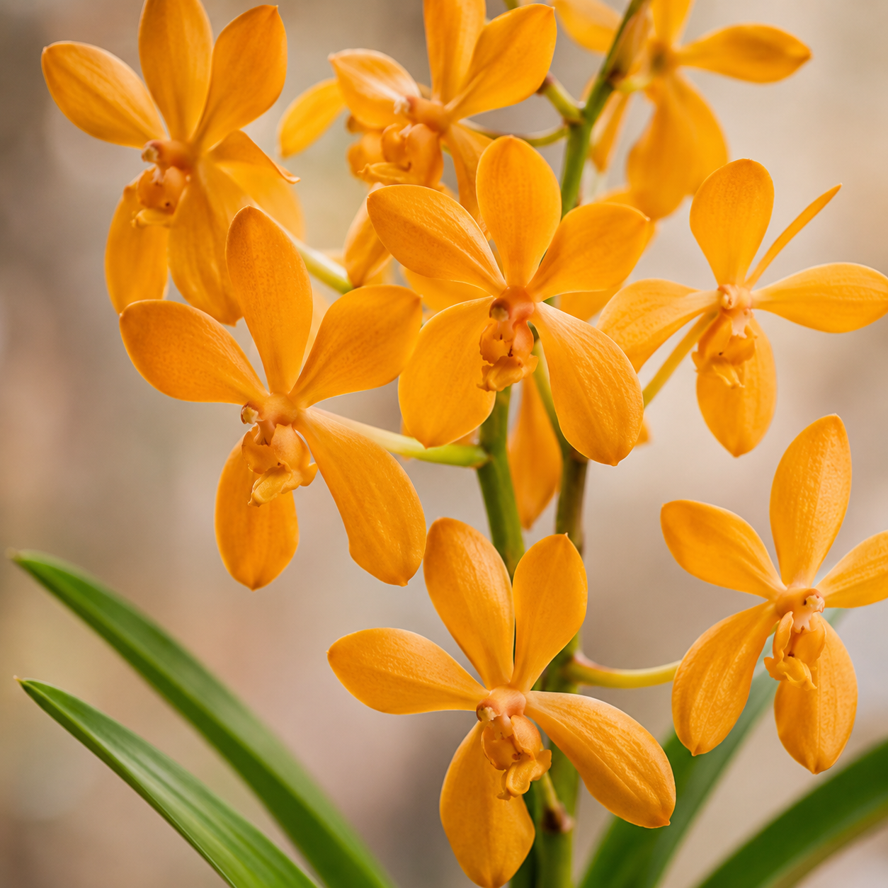 Mokara Orchid Potted | Plant