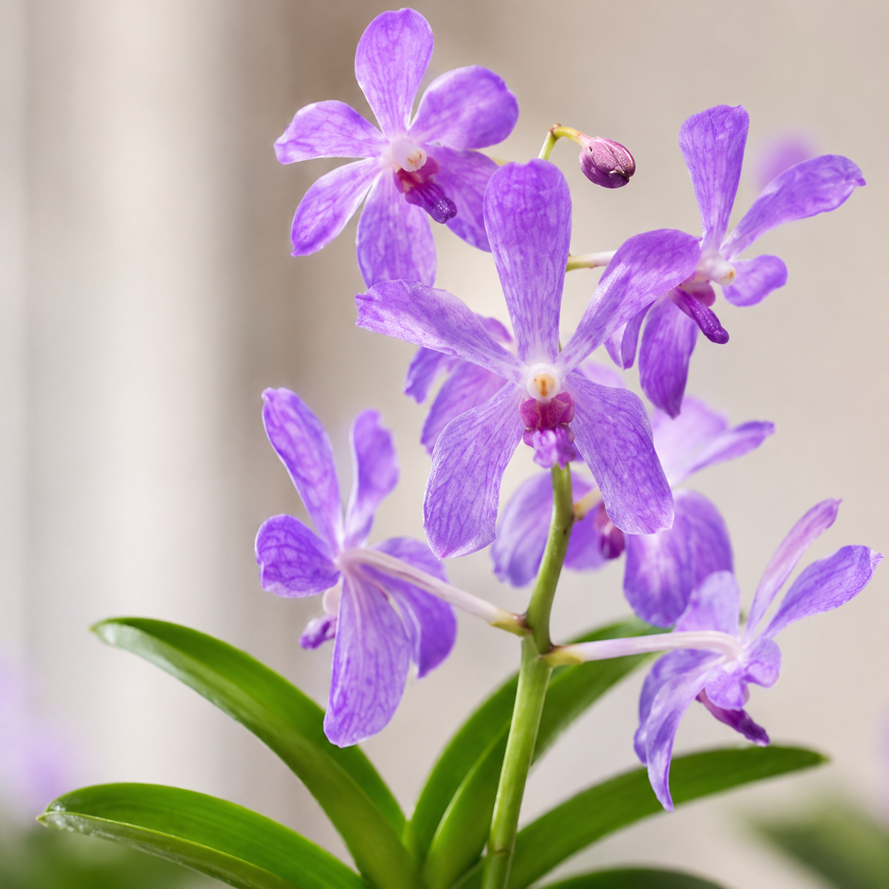 Mokara Orchid Potted | Plant