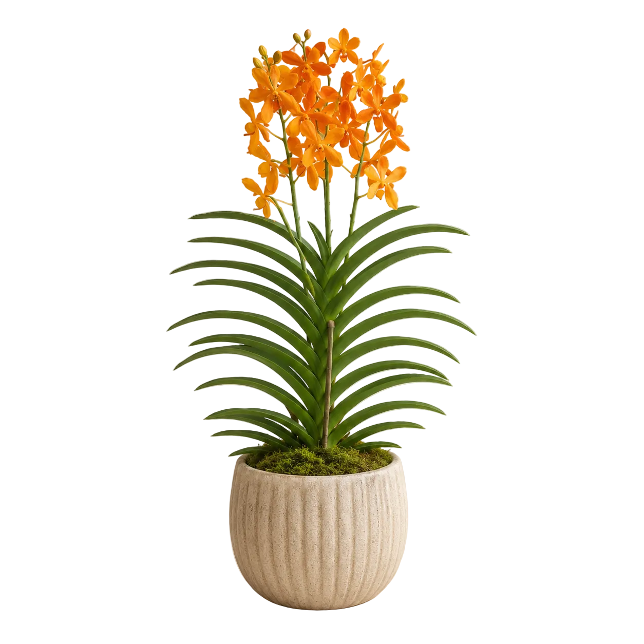 Mokara Orchid Potted | Plant