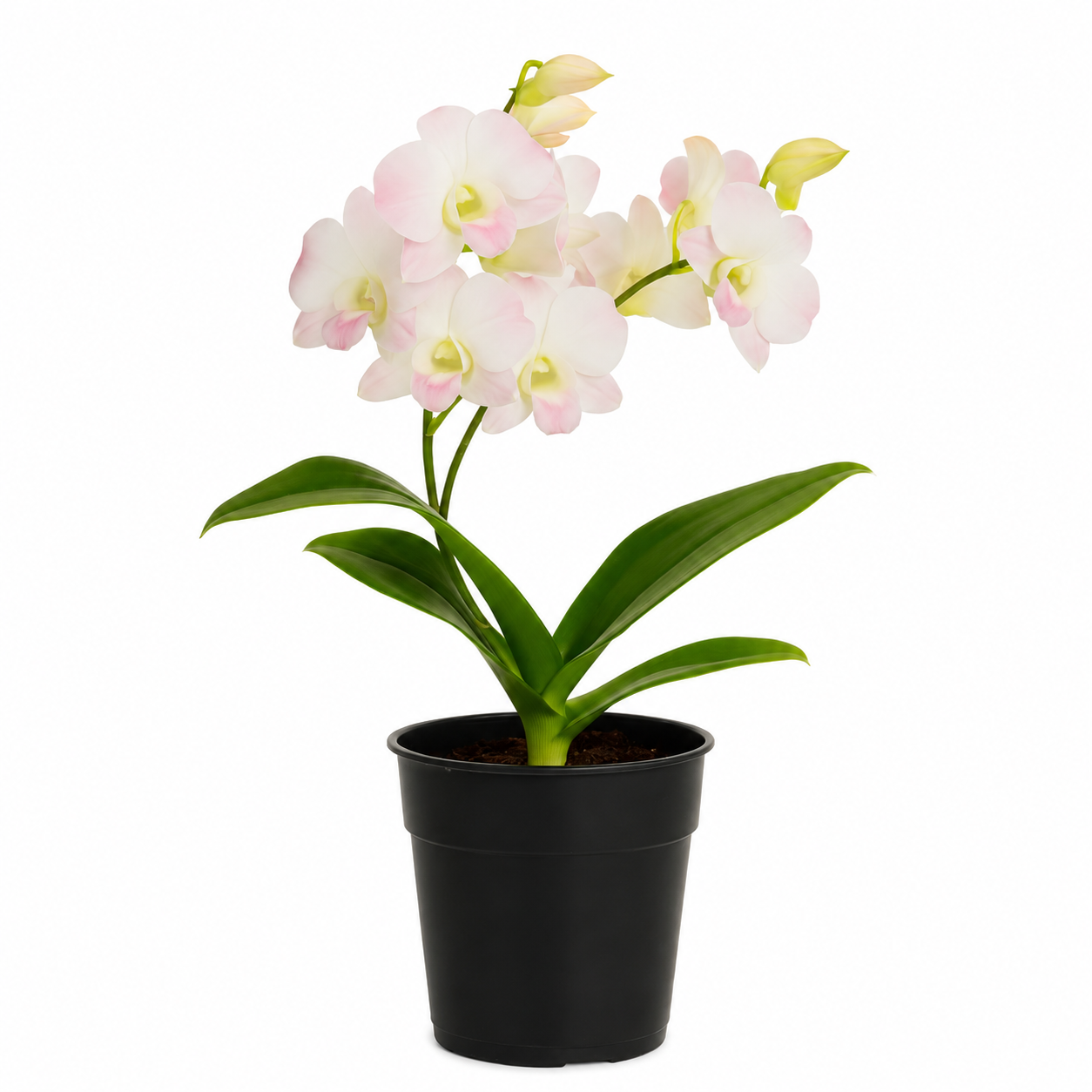 Dendrobium Cinta Sweet Pink | Home Plant