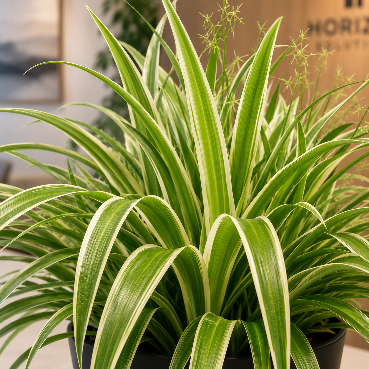 Chlorophytum Bichetii (Spider Plant) | Indoor Plant