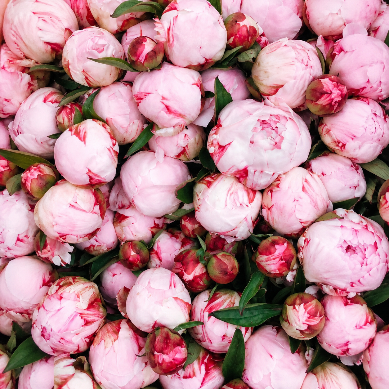 Peony | Wholesale Flowers