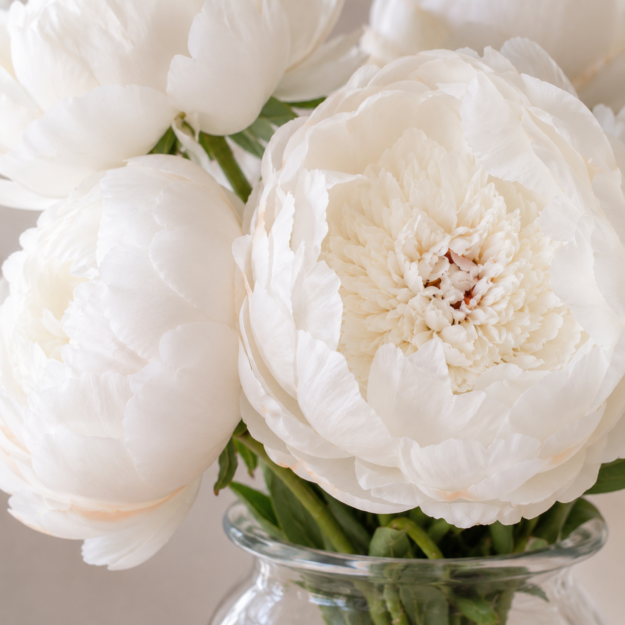 Peony | Wholesale Flowers