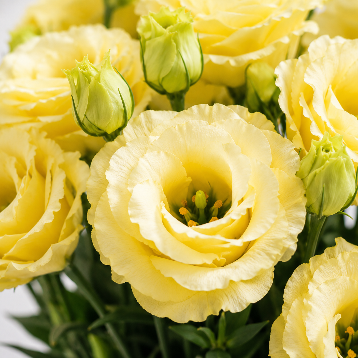 Eustoma | Wholesale Fresh Flowers