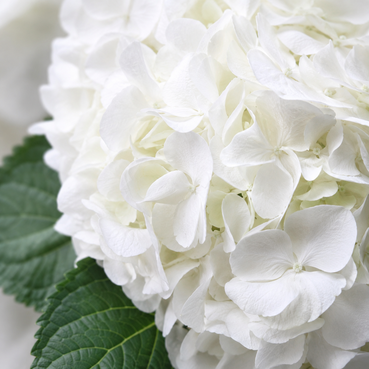 Hydrangea | Wholesale Fresh Flowers