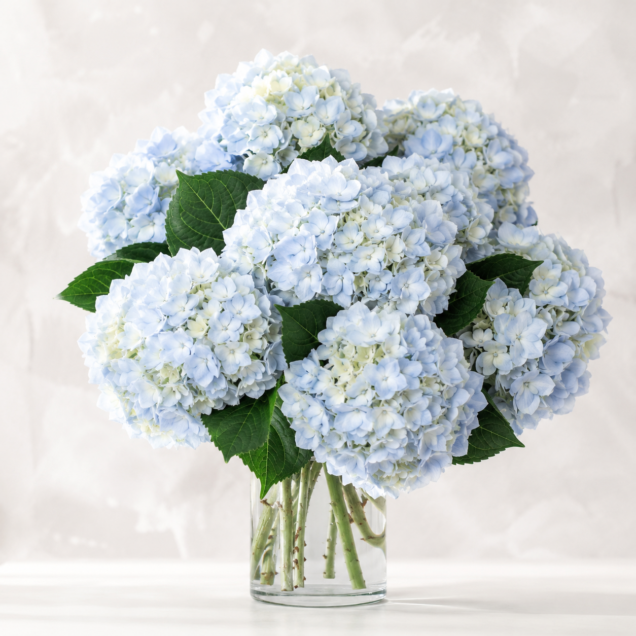 Hydrangea | Wholesale Fresh Flowers