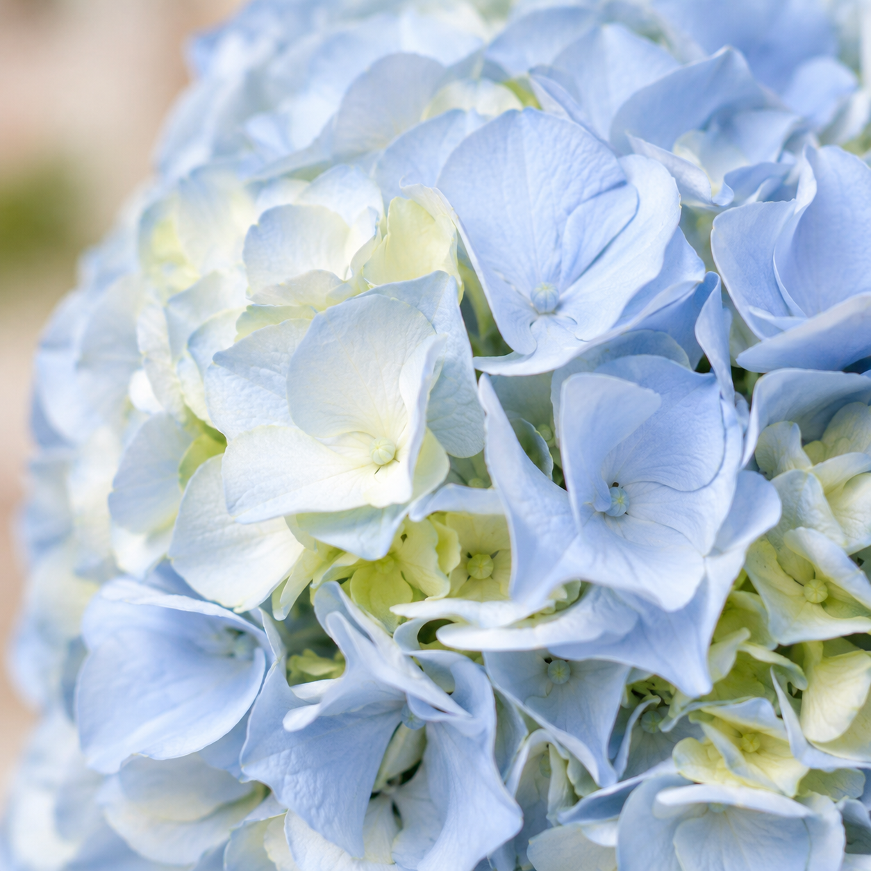 Hydrangea | Wholesale Fresh Flowers