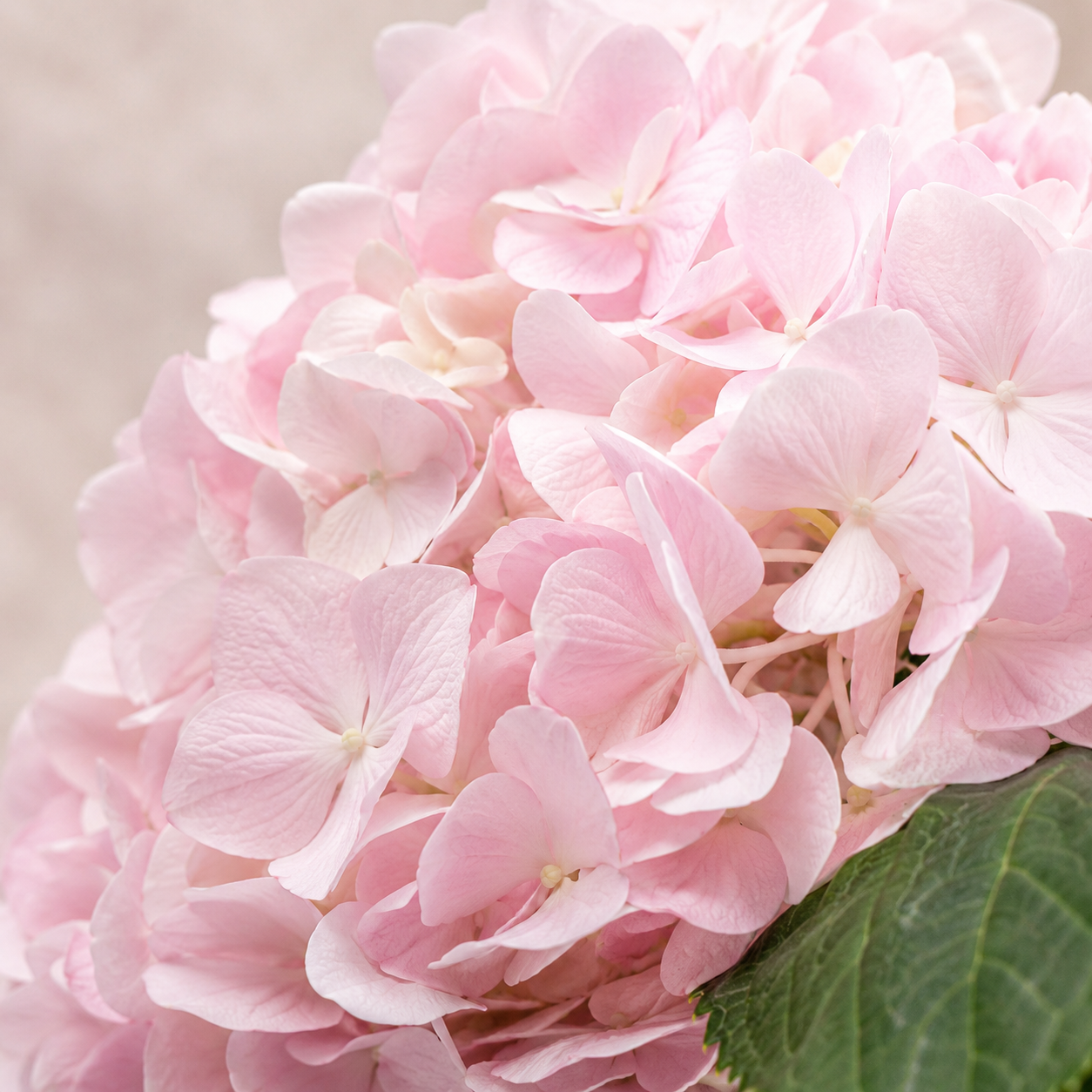 Hydrangea | Wholesale Fresh Flowers