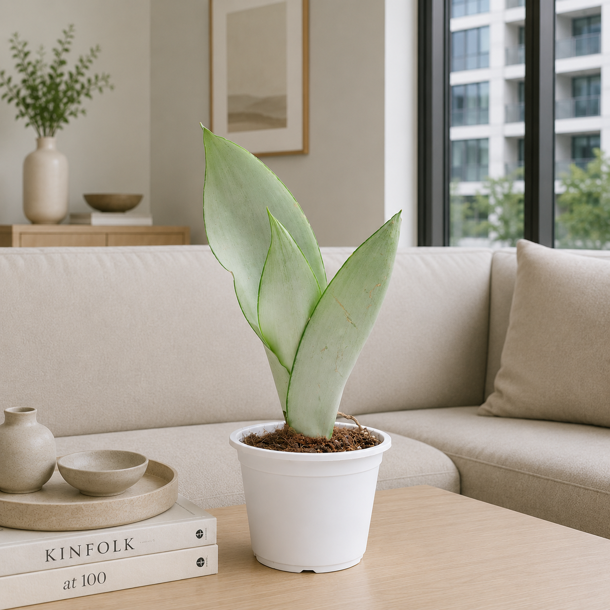Sansevieria Moonshine | Indoor Plant