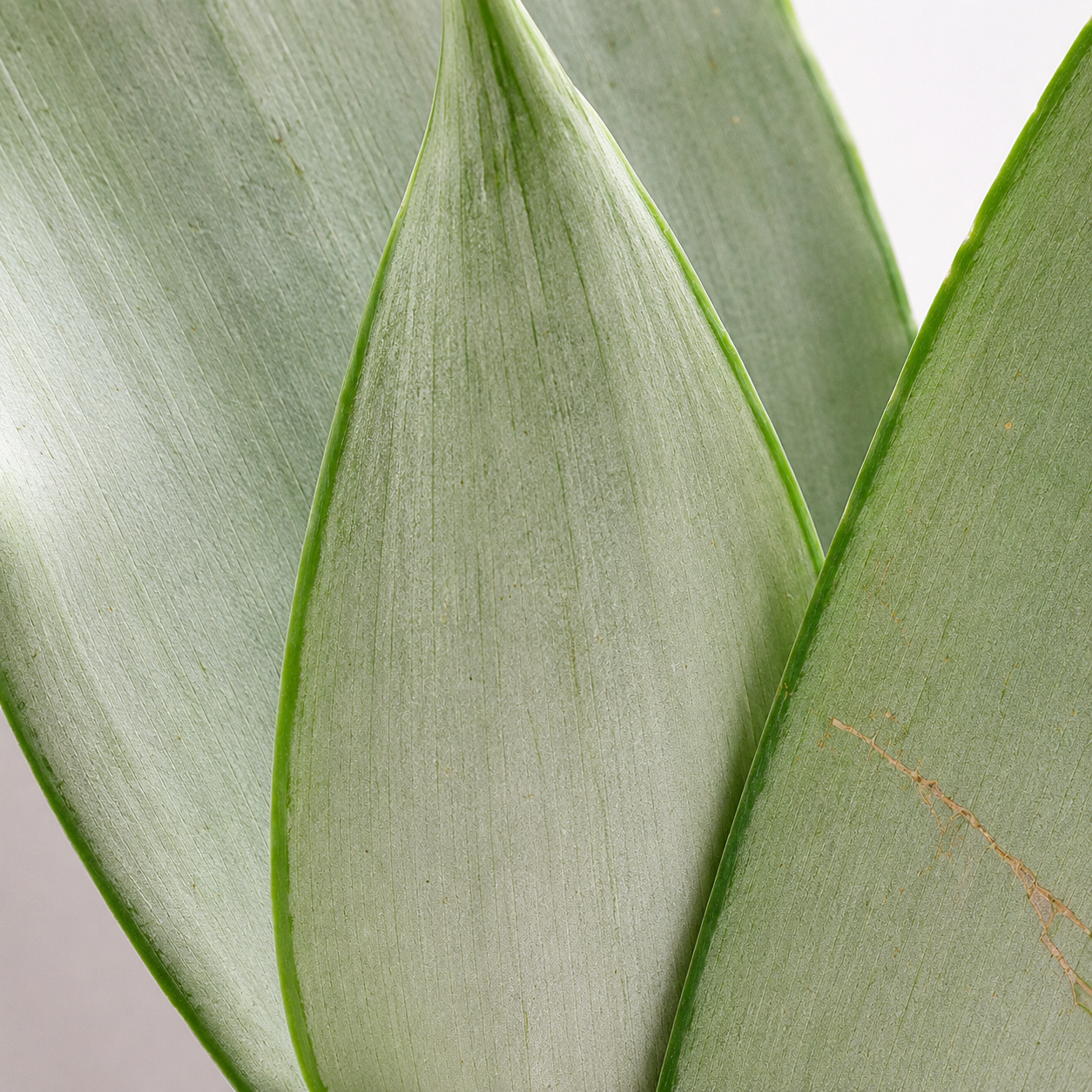 Sansevieria Moonshine | Indoor Plant