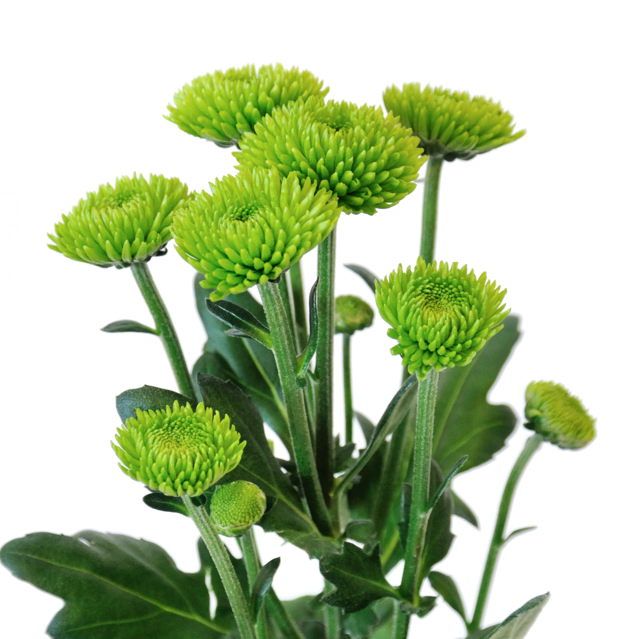 Chrysanthemum Spray