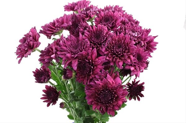 Chrysanthemum Spray