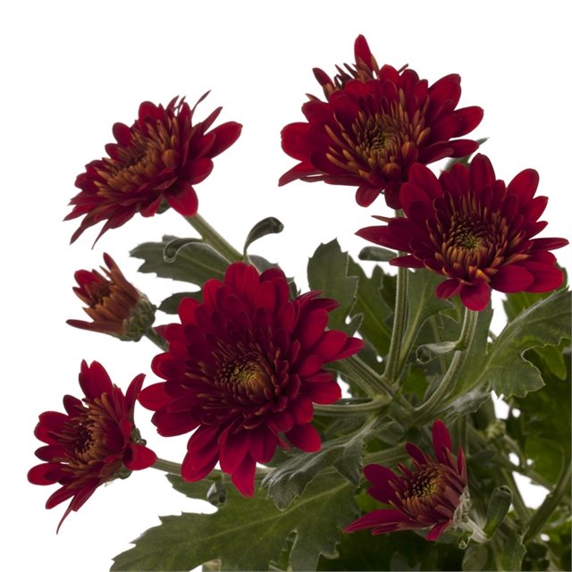 Chrysanthemum Spray