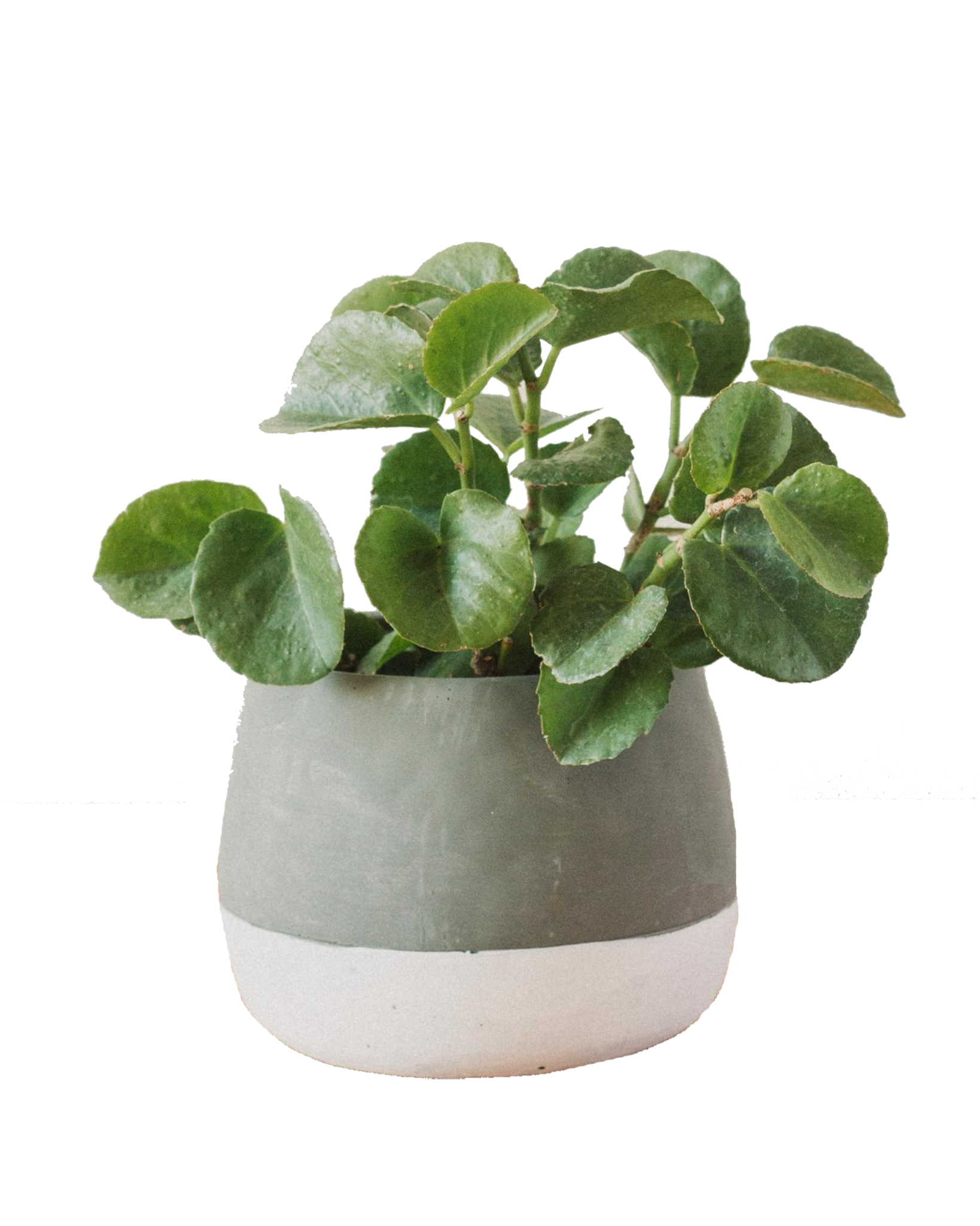 Cissus Rotundifolia