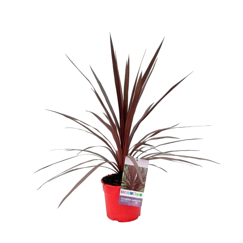 Cordyline 'Red Star' | Plant