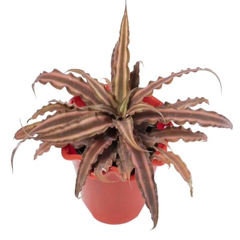 Cryptanthus | Gardening Plant