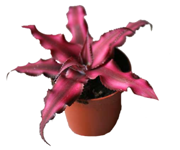 Cryptanthus Plant