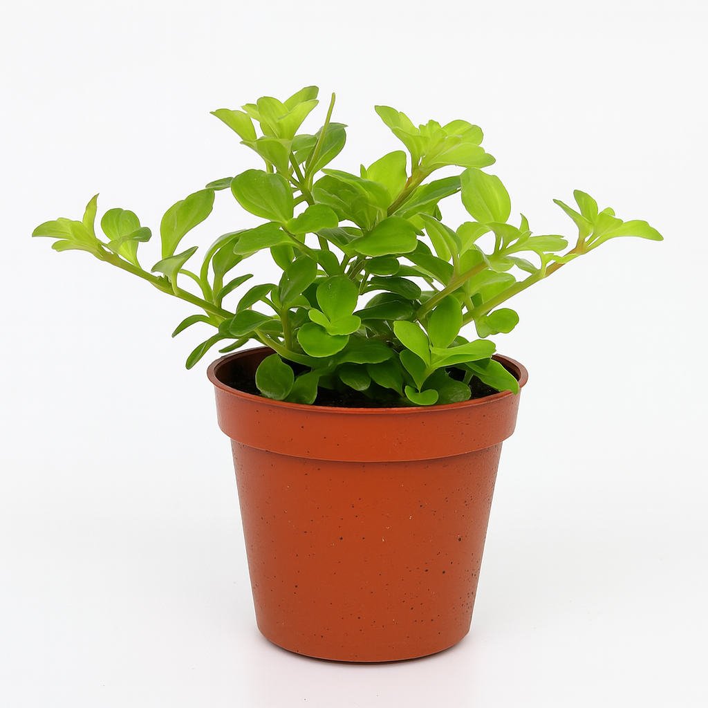 Dwarf Jade Plant Succulent