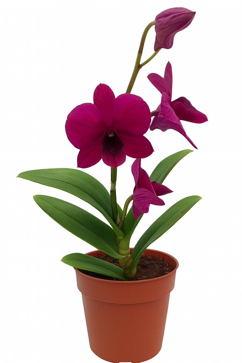 Dendrobium Ruby Red Potted