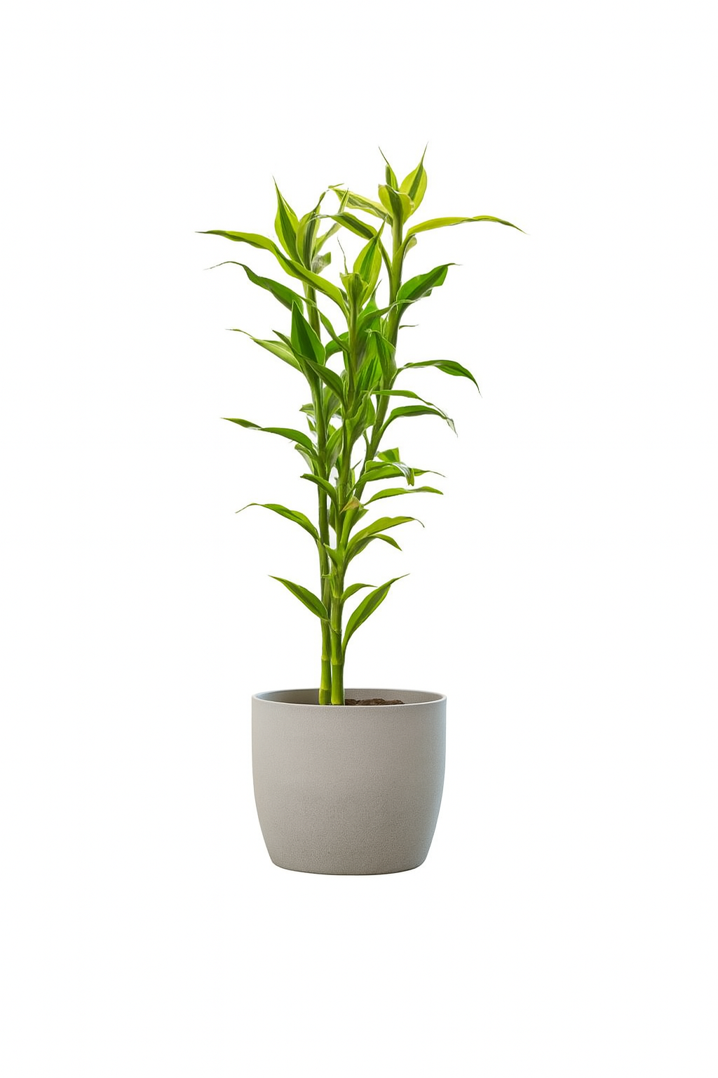 Dracaena Sanderiana 富贵观音竹