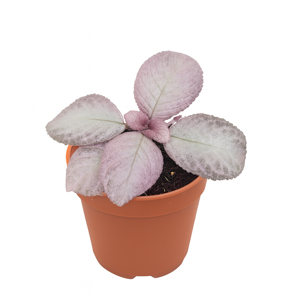 Episcia Pink