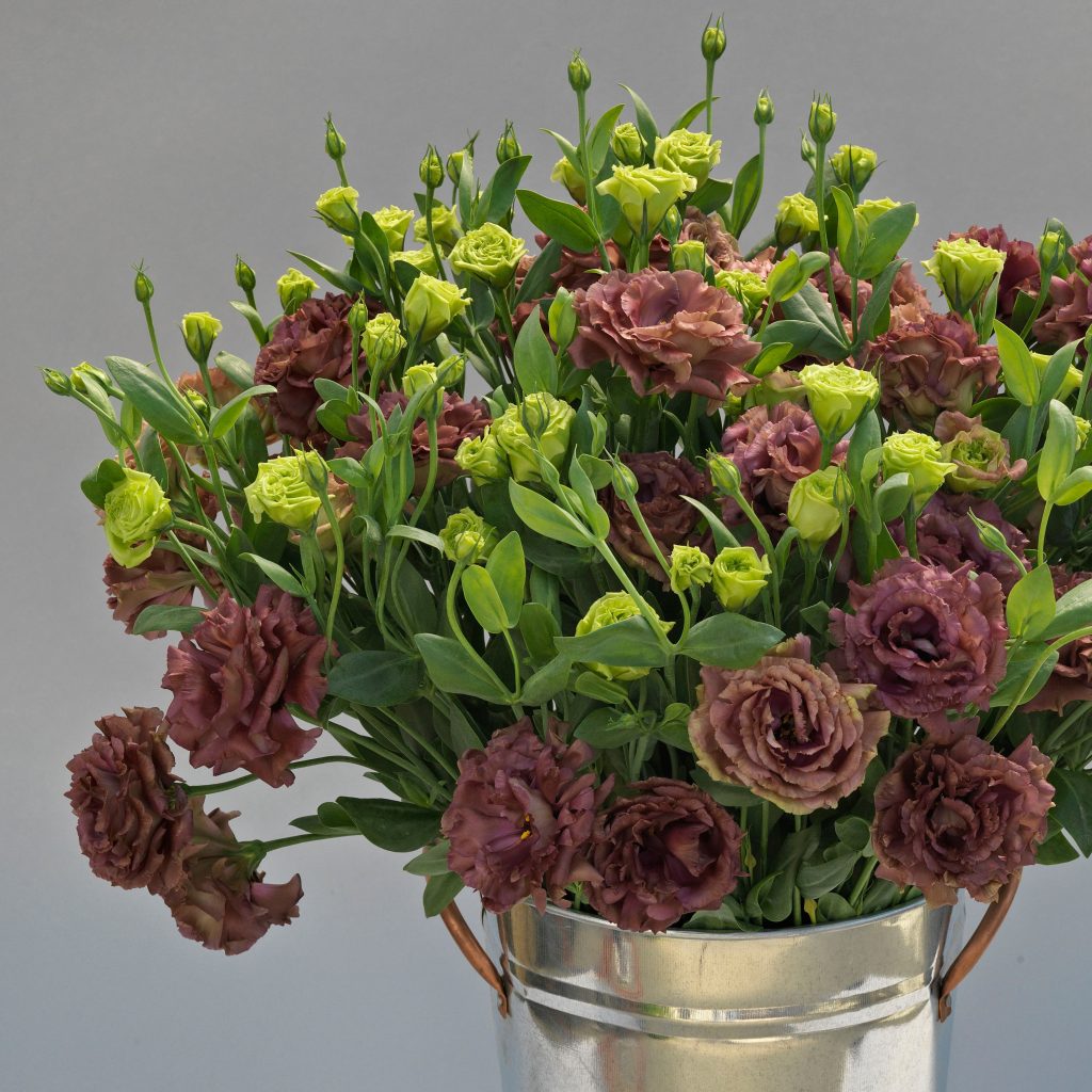 Eustoma