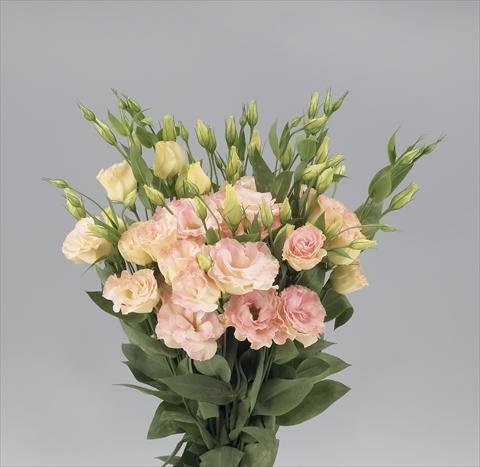 Eustoma