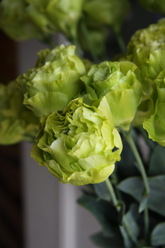 Eustoma