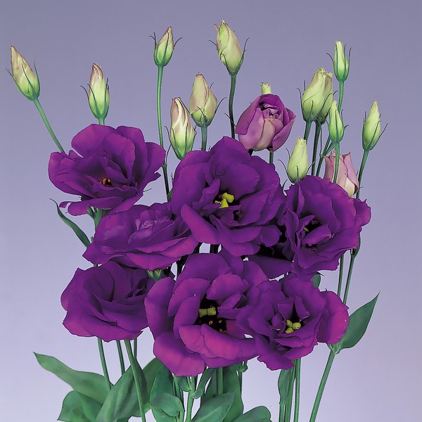 Eustoma