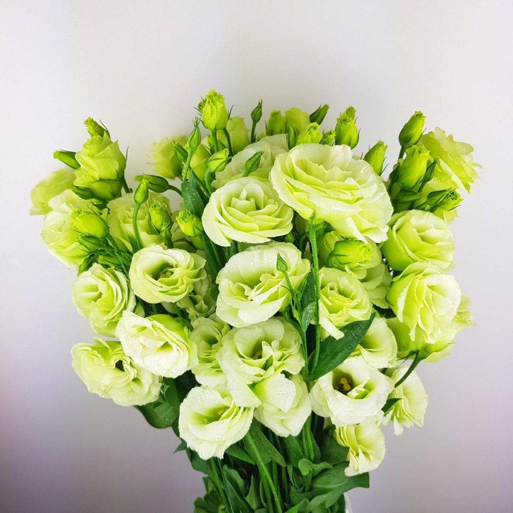 Eustoma