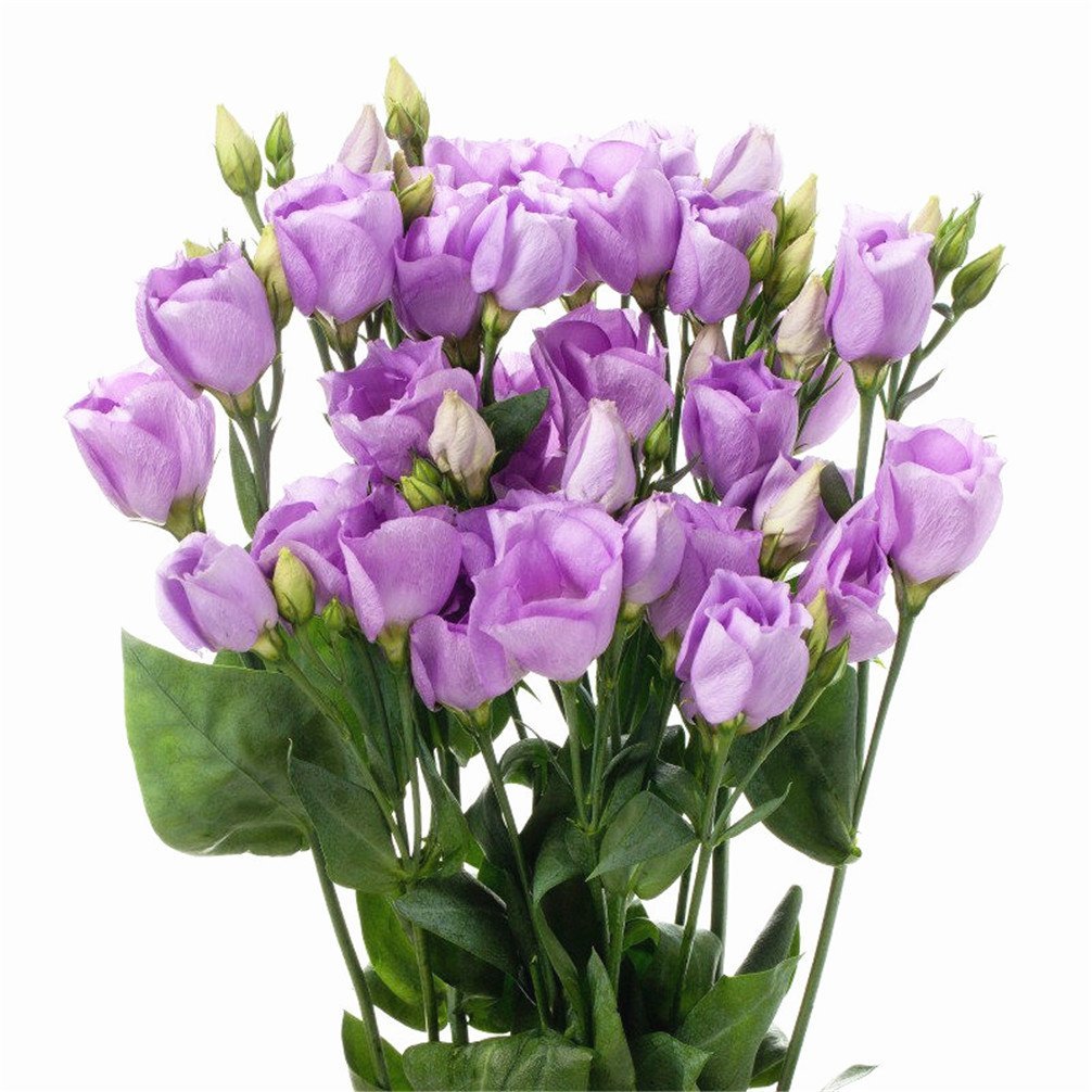 Eustoma