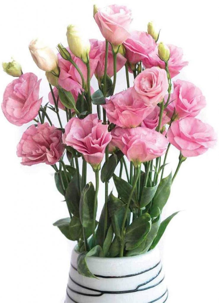 Eustoma