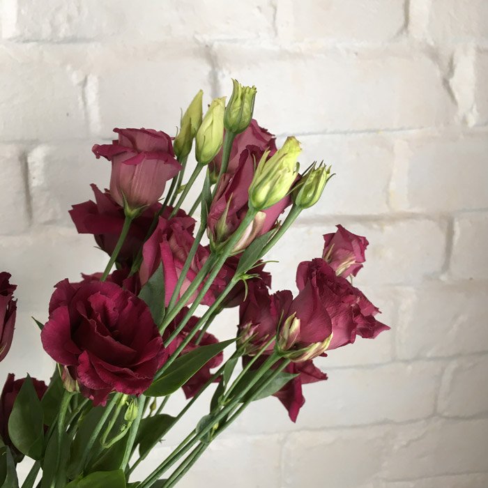 Eustoma