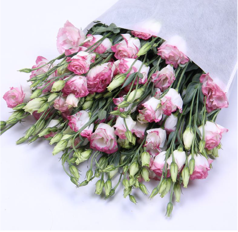 Eustoma