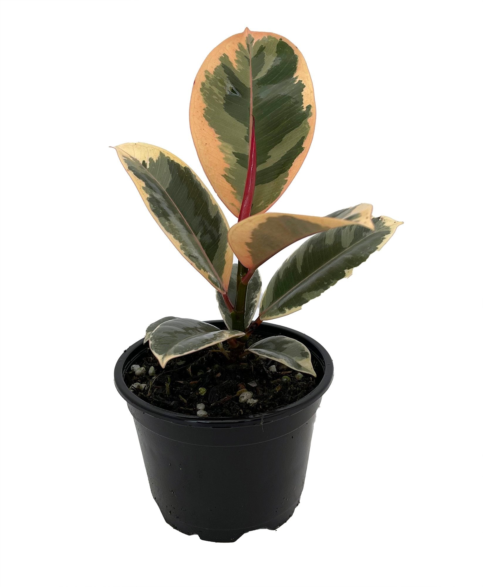 Ficus Tineka