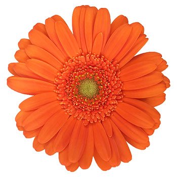 Gerbera