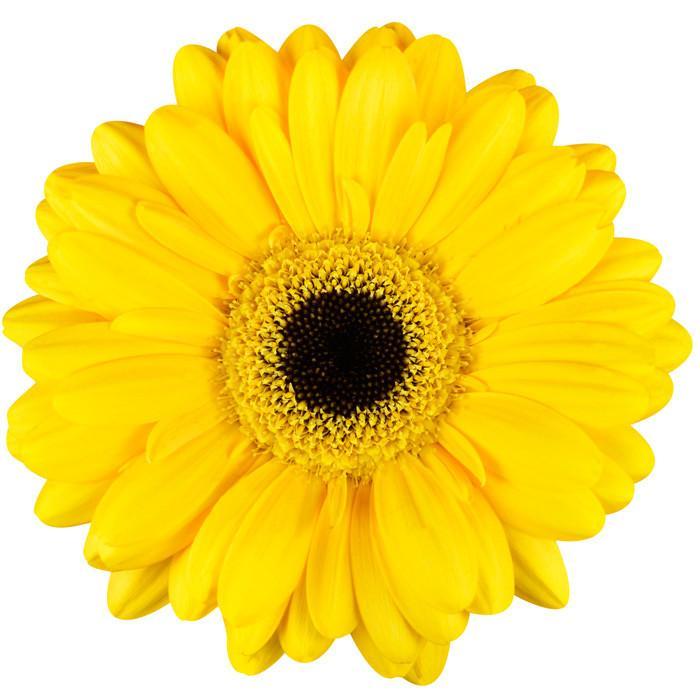 Gerbera
