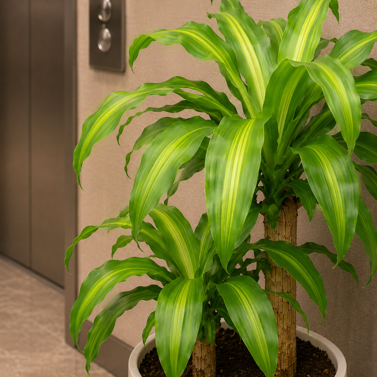 Dracaena Fragrans | Office Plant