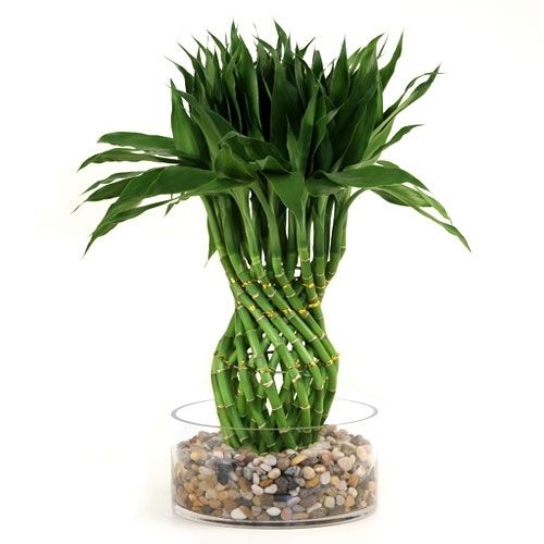 Lucky Bamboo