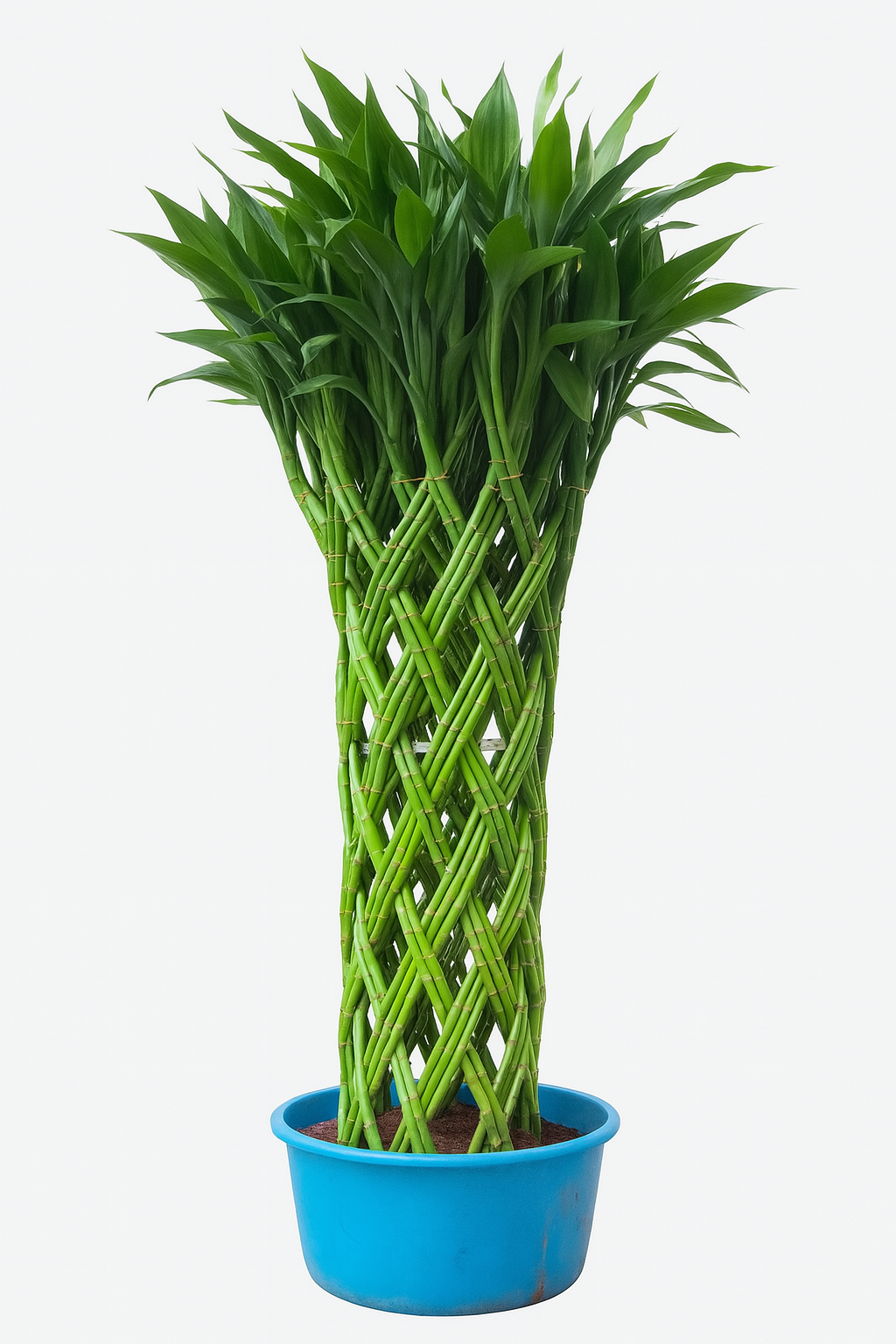 Lucky Bamboo