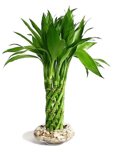 Lucky Bamboo