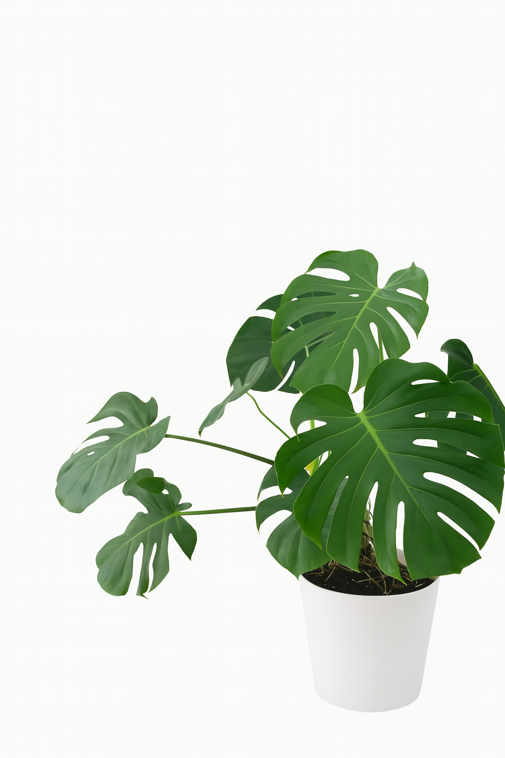 Monstera Deliciosa Plant