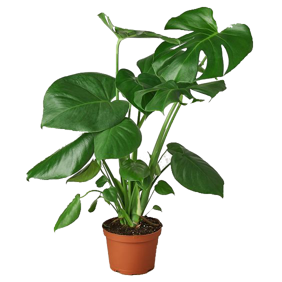 Monstera Deliciosa Plant