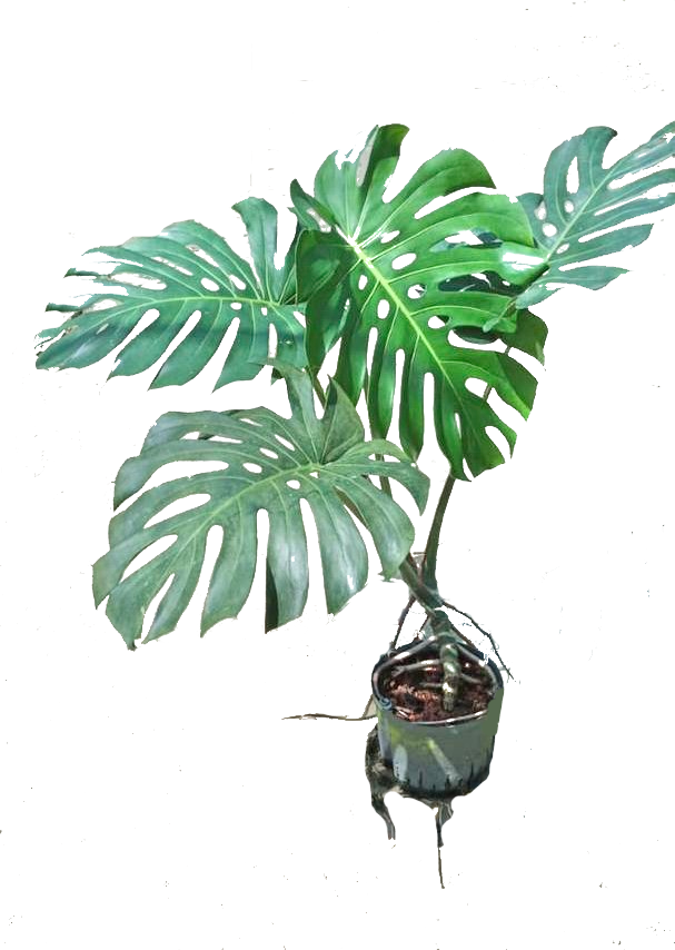 Monstera Deliciosa Plant