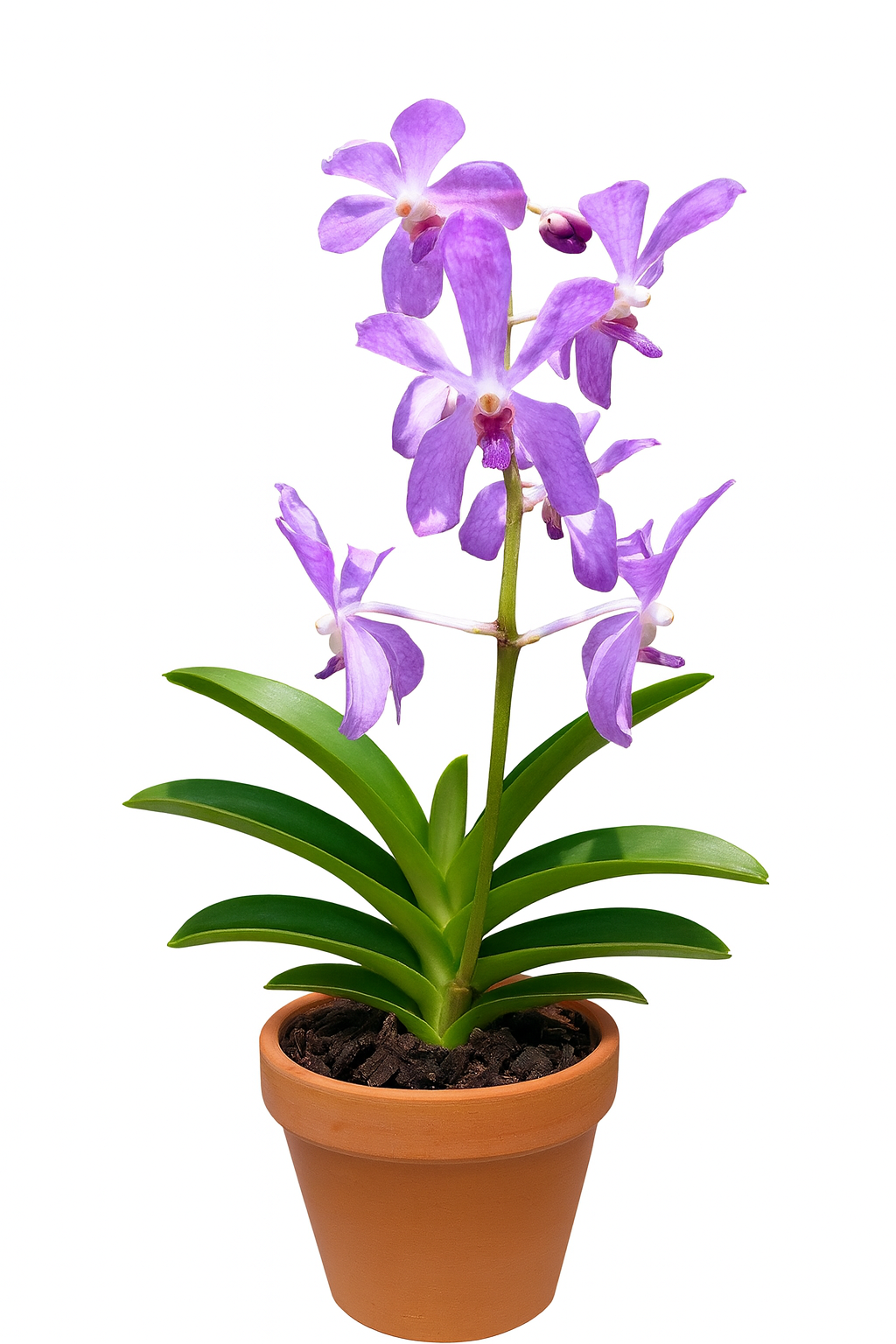 Mokara Orchid Potted