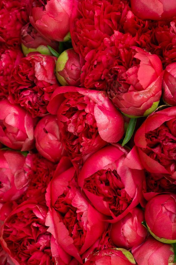 Peony